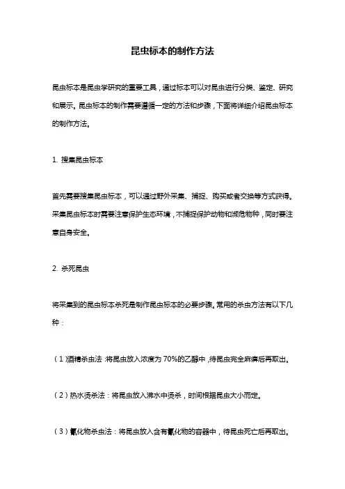 昆虫标本的制作方法