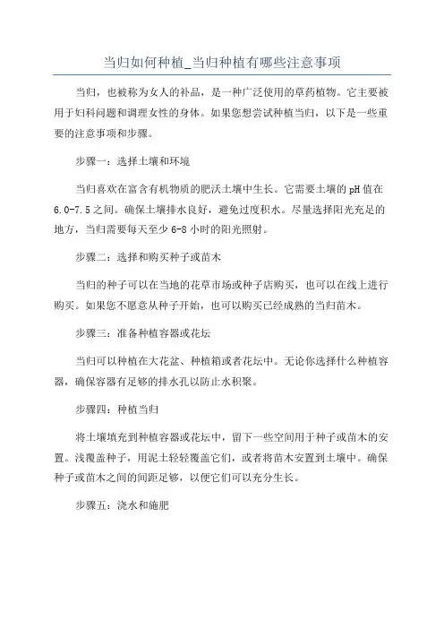 当归如何种植_当归种植有哪些注意事项