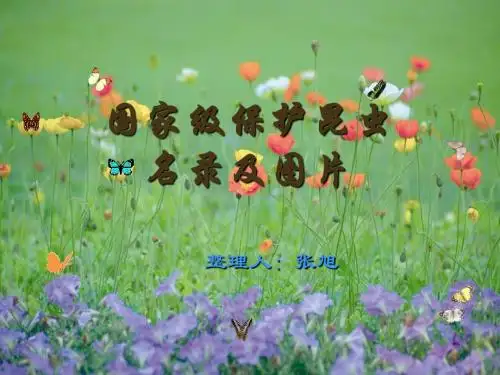 国家保护的昆虫图片 26页PPT文档