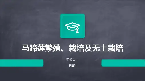马蹄莲繁殖、栽培及无土栽培