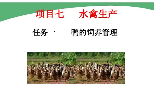 项目七任务一鸭的饲养管理课件(共38张PPT)《家禽生产技术》