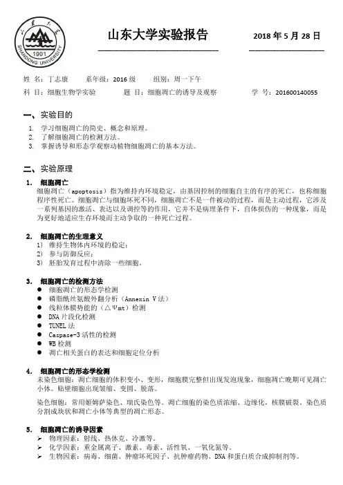08 细胞凋亡的诱导及观察