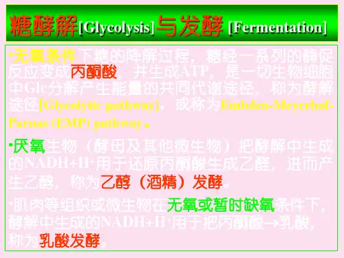 复旦大学生化课件糖酵解与发酵