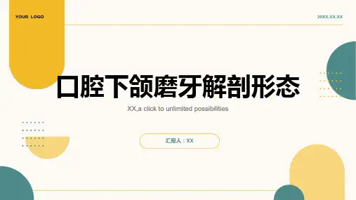 口腔下颌磨牙解剖形态