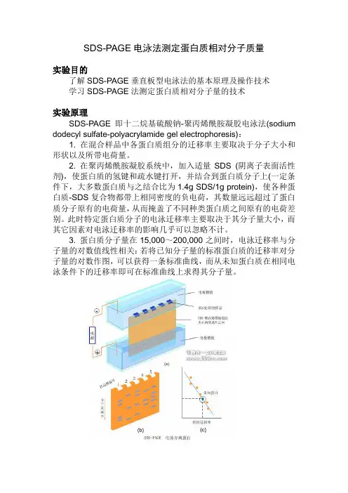 SDS-PAGE法测定蛋白质相对分子量