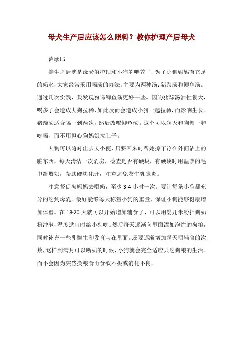 母犬生产后应该怎么照料？教你护理产后母犬