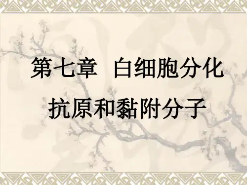 免疫学第七章白细胞分化抗原和黏附分子PPT课件
