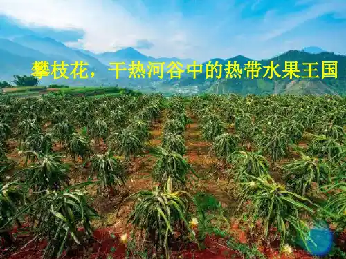 2020届高三地理复习 农业区位-攀枝花,干热河谷中的热带水果王国 课件(共21张PPT)