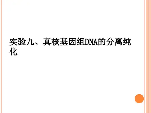 试验九、外周血提取DNA