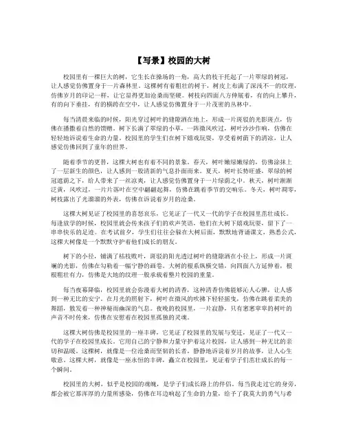 【写景】校园的大树