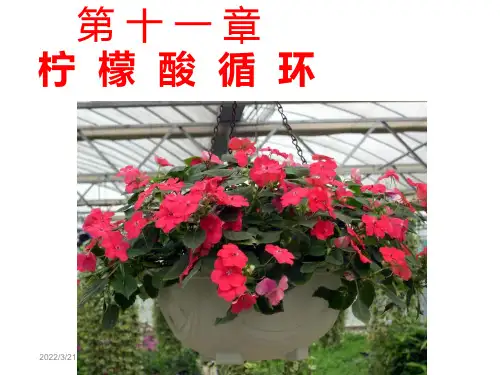 生物化学第11章柠檬酸循环p资料讲解