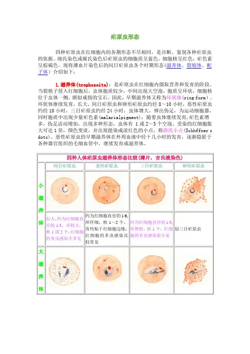 疟原虫形态