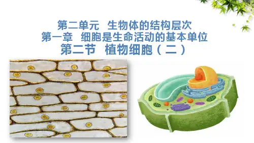 植物细胞(二) 人教版生物七年级上册