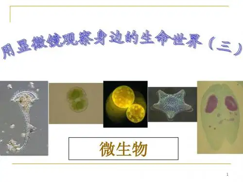 六年级科学下册《用显微镜观察身边的生命世界(三)》教学设计优质课件
