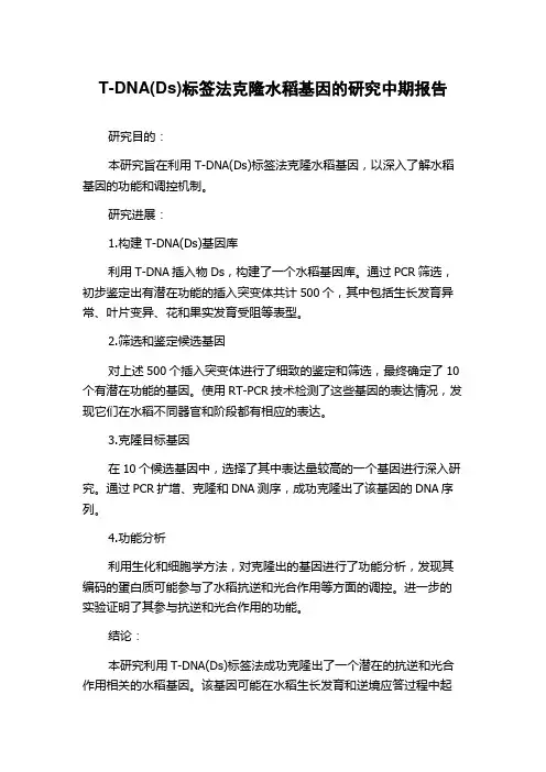 T-DNA(Ds)标签法克隆水稻基因的研究中期报告