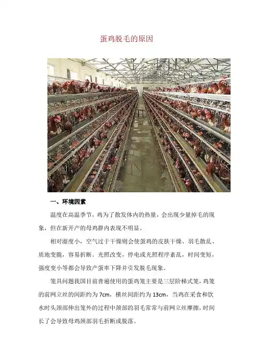 蛋鸡脱毛的原因