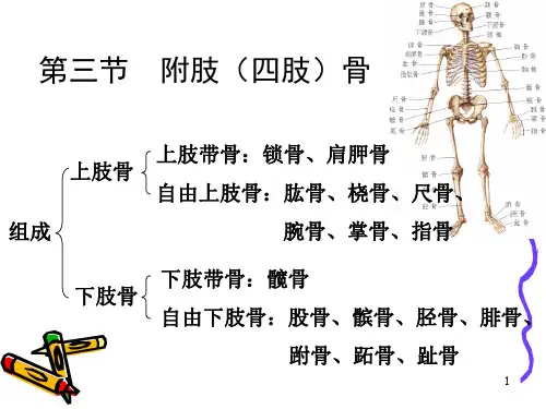 四肢骨