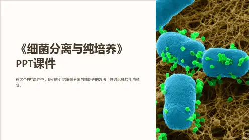 《细菌分离与纯培养》课件