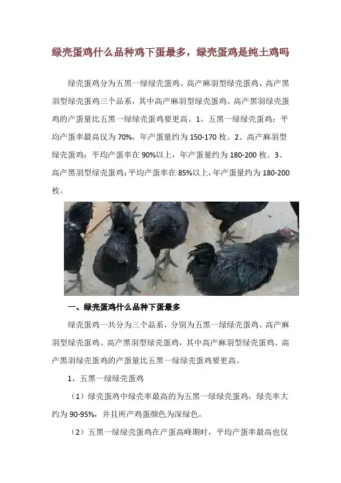 绿壳蛋鸡什么品种鸡下蛋最多,绿壳蛋鸡是纯土鸡吗