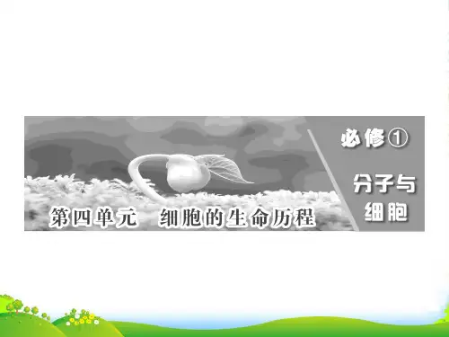 【三维设计】高考生物一轮复习 第四单元 第一讲 细胞的增殖课件 必修1