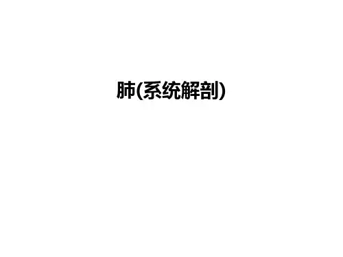 最新肺(系统解剖)