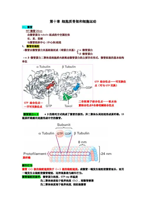 第九章细胞骨架知识点