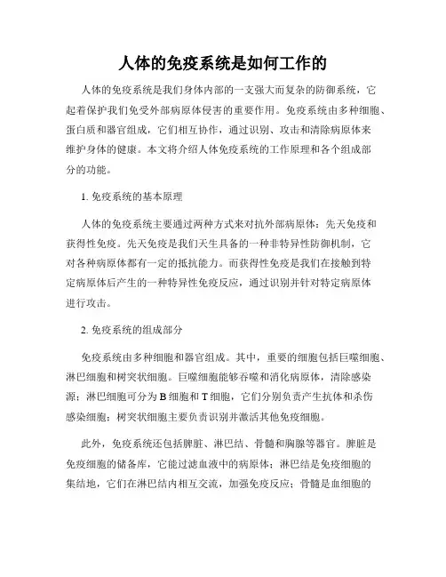 人体的免疫系统是如何工作的