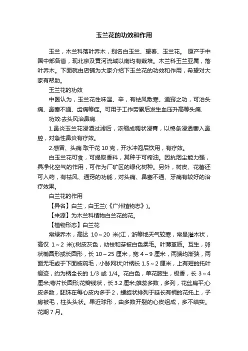玉兰花的功效和作用