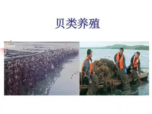 第六七章海水养殖贝类、甲壳类养殖-PPT课件