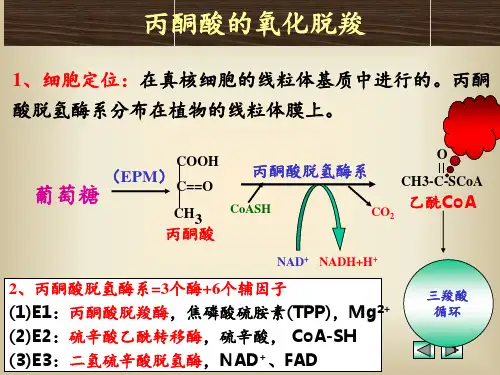 丙酮酸的氧化脱羧 ppt课件