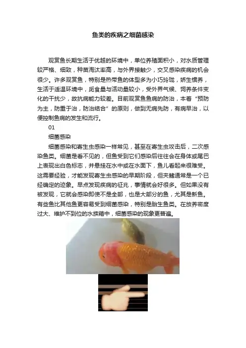 鱼类的疾病之细菌感染