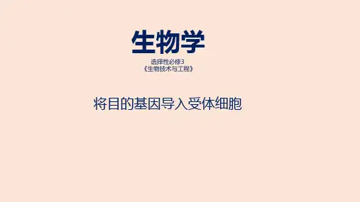 课件 3.2.3将目的基因导入受体细胞-高中生物学选择性必修3(新教材同步课件)