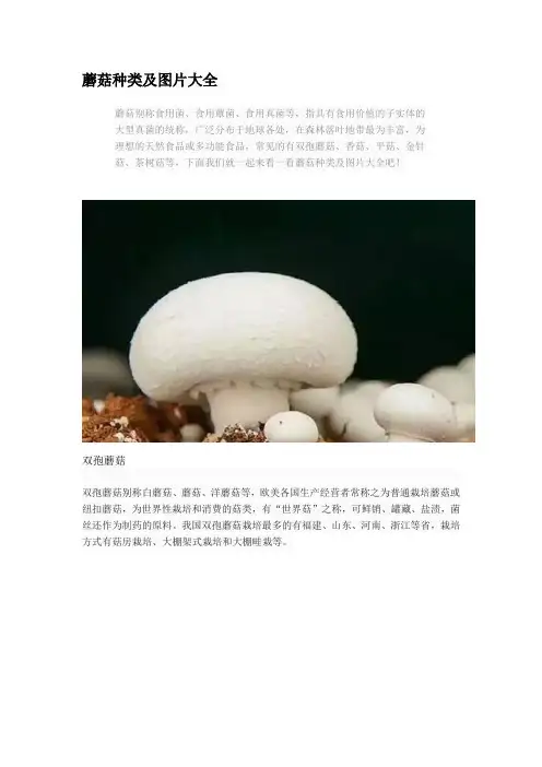 蘑菇种类及图片大全