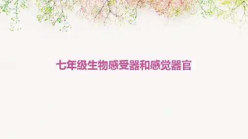 七年级生物感受器和感觉器官