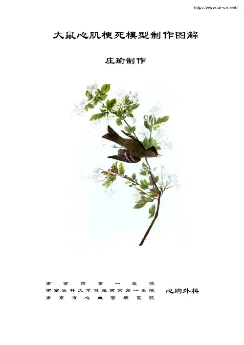 大鼠心肌梗死模型图解