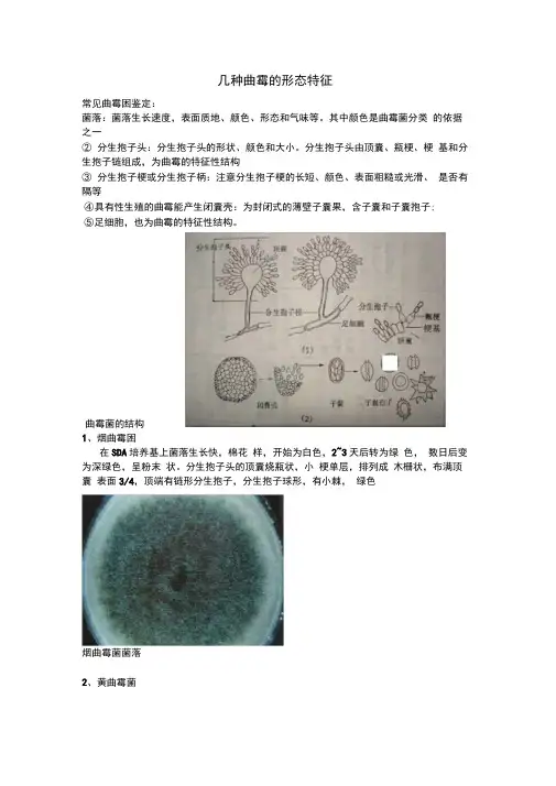 曲霉形态特征