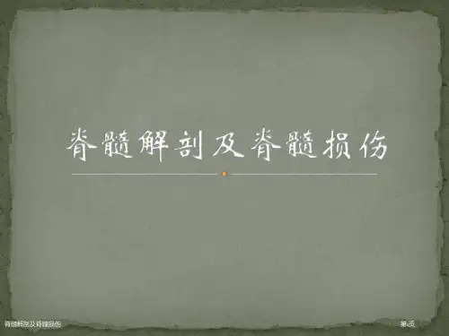 脊髓解剖及脊髓损伤