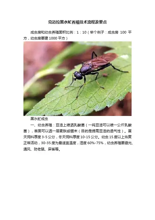 克迈拉黑水虻养殖技术流程及要点