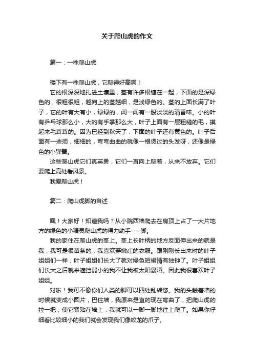 关于爬山虎的作文