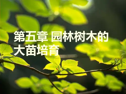 第五章 大苗培育PPT课件