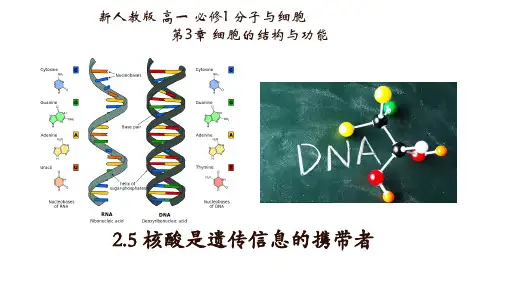 2.5 核酸是遗传信息的携带者-高一生物课件(2019人教版必修1)