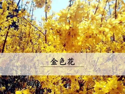 7《散文诗两首》之金色花2