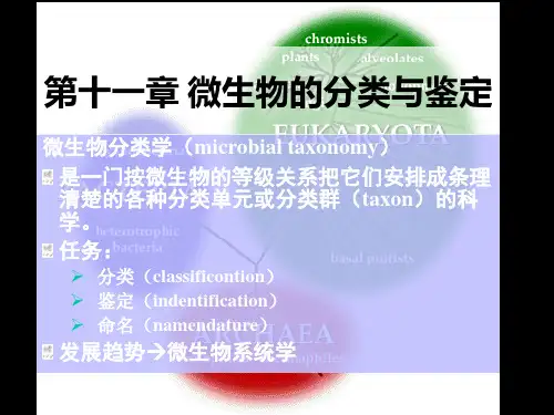 微生物的分类与鉴定