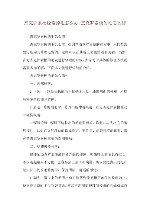 杰克罗素梗经常掉毛怎么办-杰克罗素梗的毛怎么修
