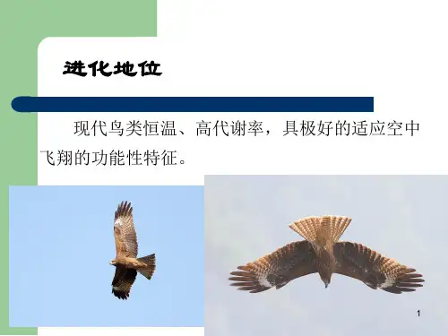 鸟纲ppt课件