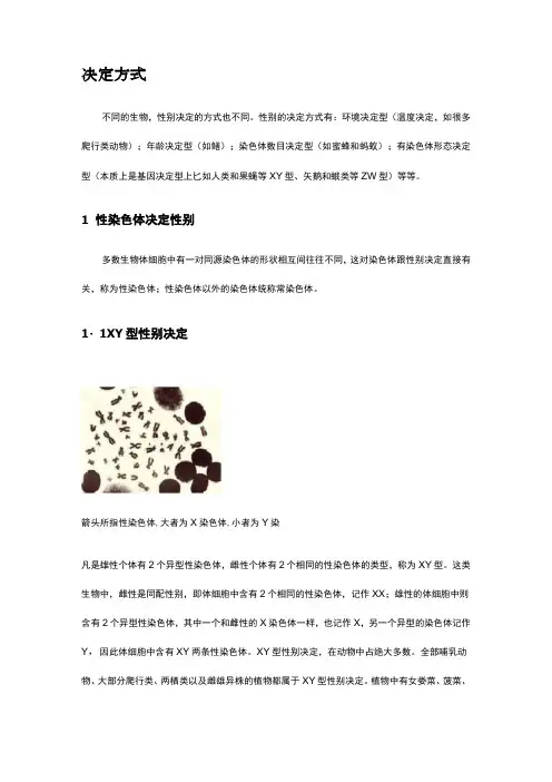 生物性别决定方式