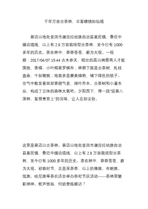 千年万亩古茶林,云雾缭绕如仙境