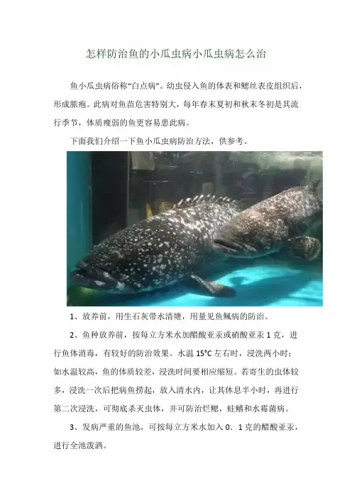 怎样防治鱼的小瓜虫病 小瓜虫病怎么治