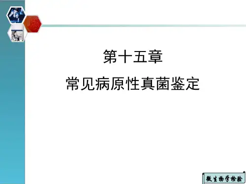 常见病原性真菌鉴定