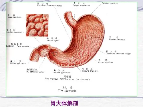 【X线解剖】胃、肠道X解剖1